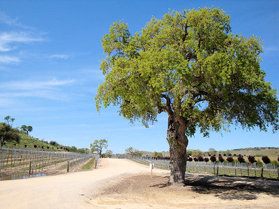 Paso Robles Cab'