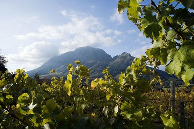 Stellenbosch Chenin Blanc