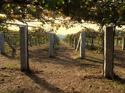 Rías Baixas Albariño